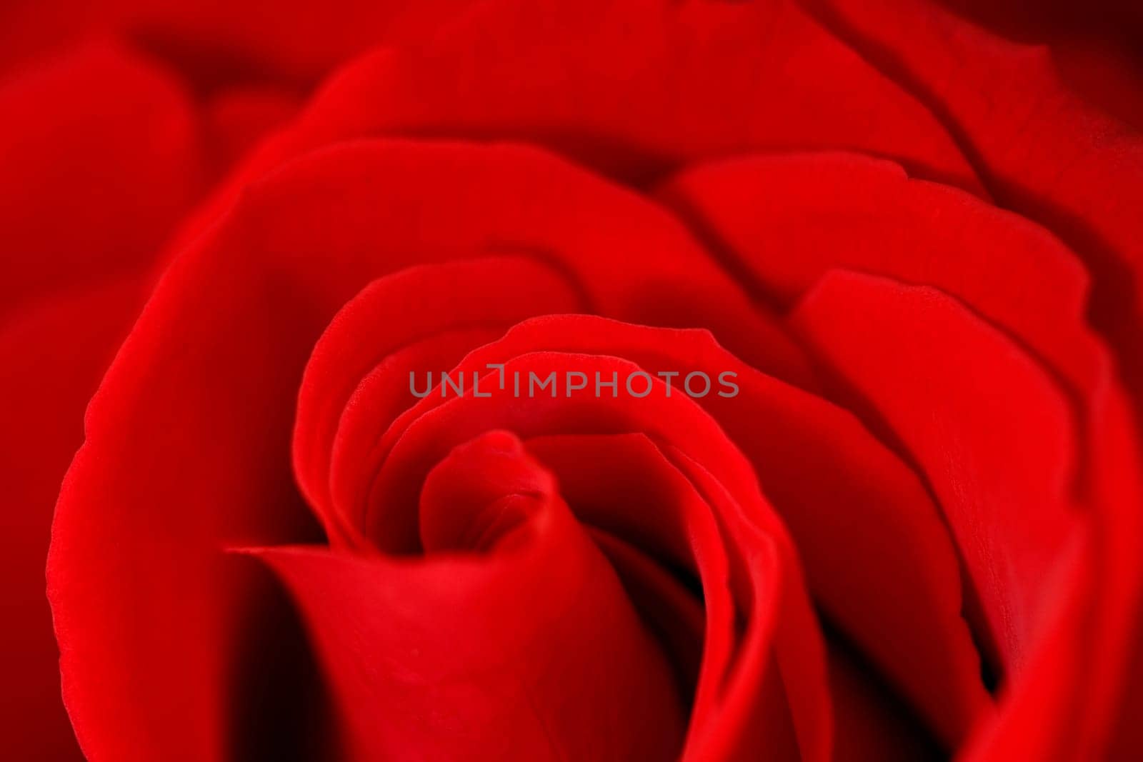 Red Roses