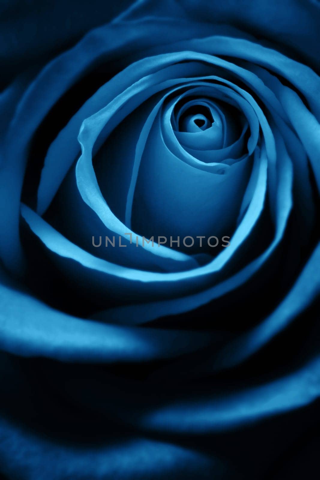 Blue Rose