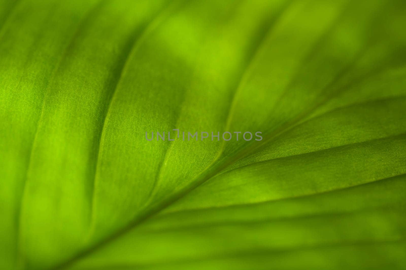 Leaf Pattern