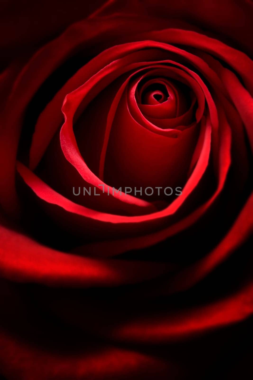 Red Rose
