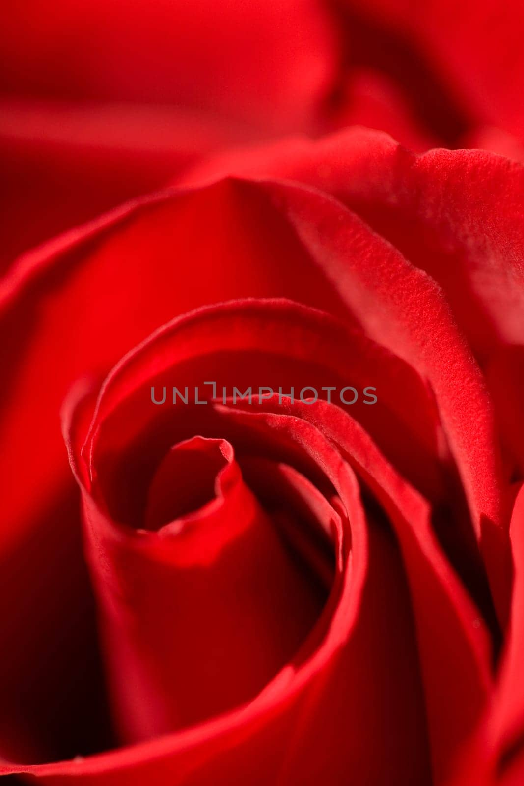Red Roses