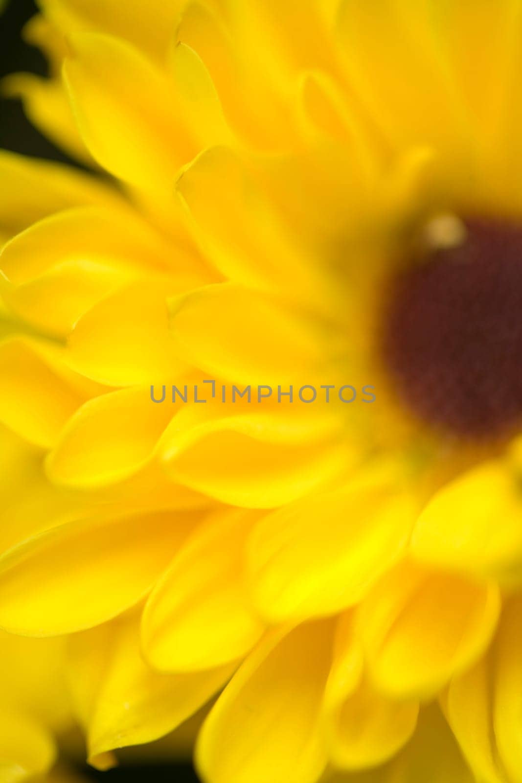 Black Eyed Susan