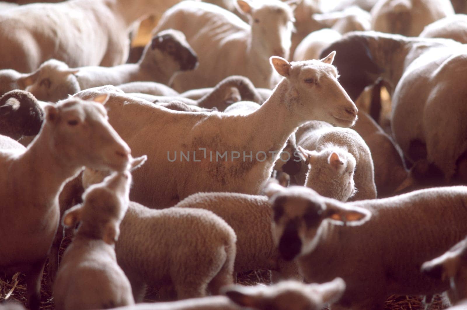 Sheep
