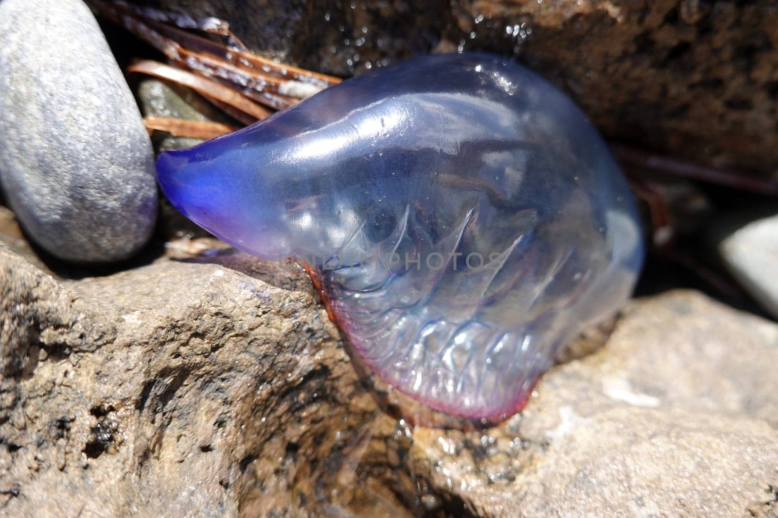 gestrandete Portugiesische Galeere (Physalia physalis), Gran Canaria, Spanien, San Agustin
