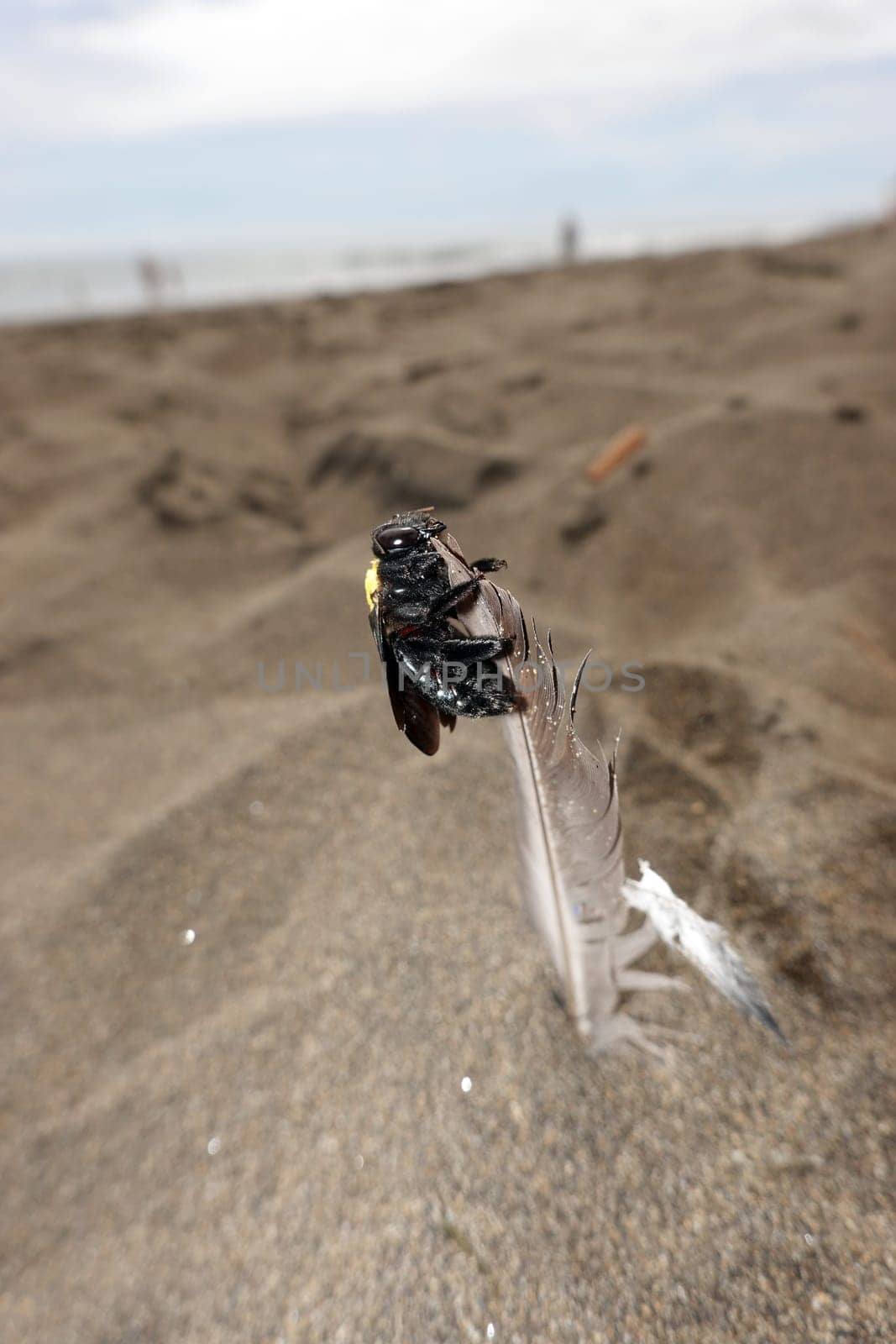 Holzbiene Xylocopa pubescens, Gran Canaria, Spanien, San Agustin