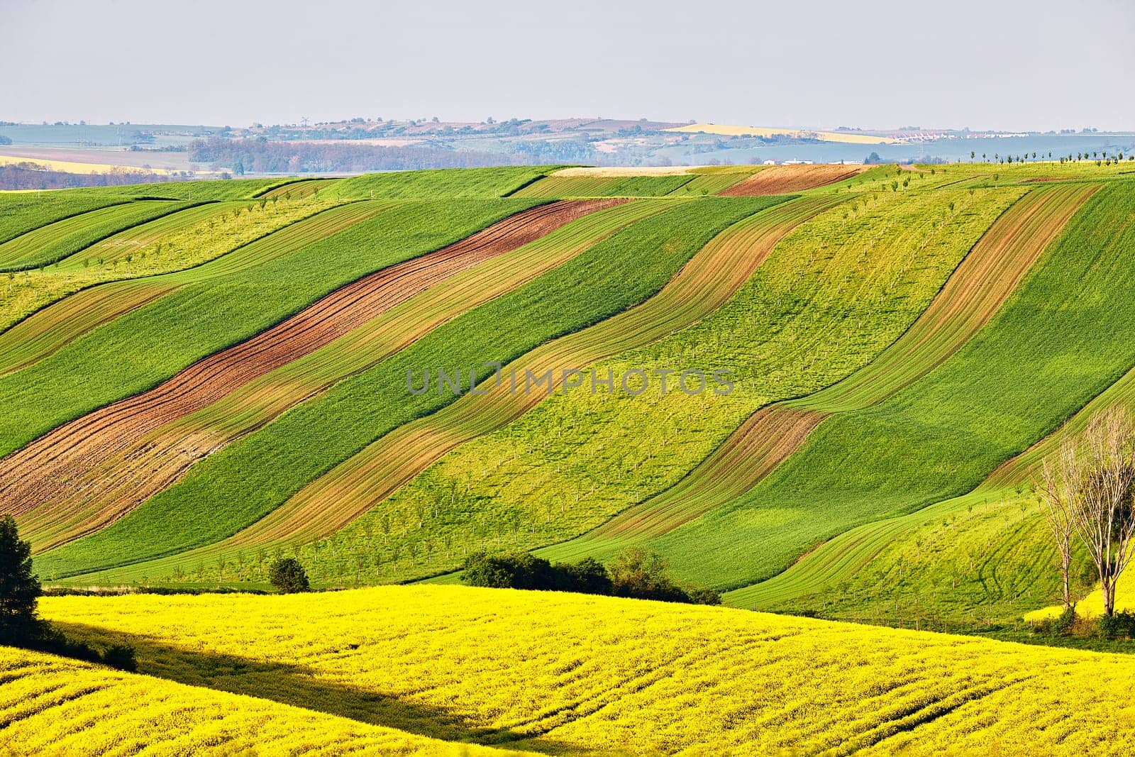 Amazing green and yellow rape spring fields Landscape. Agriculture Rural scene. Czech Moravia colza canola farmland bloom. Sunny waving hills. Minimalistic nature background.