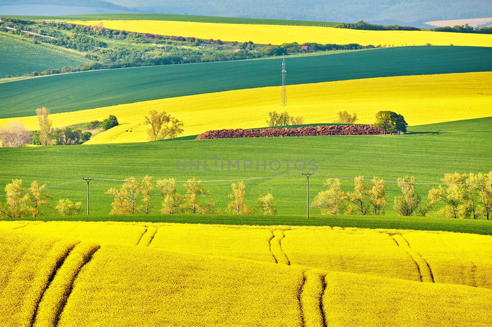 Amazing green and yellow rape spring fields Landscape. Agriculture Rural scene. Czech Moravia colza canola farmland bloom. Sunny waving hills. Minimalistic nature background.