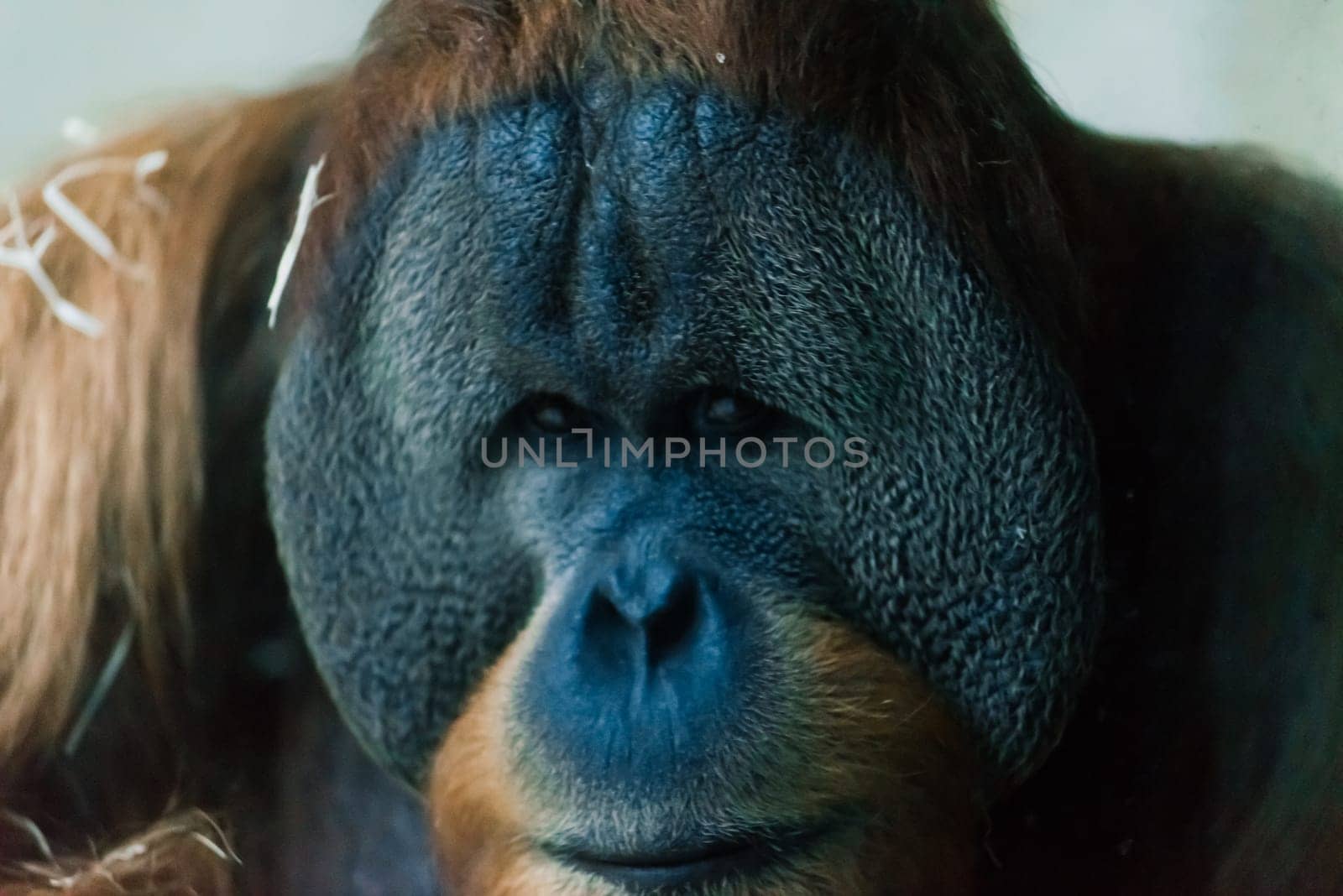 Bornean old big orangutan, pongo pygmaeus, detail head male photo