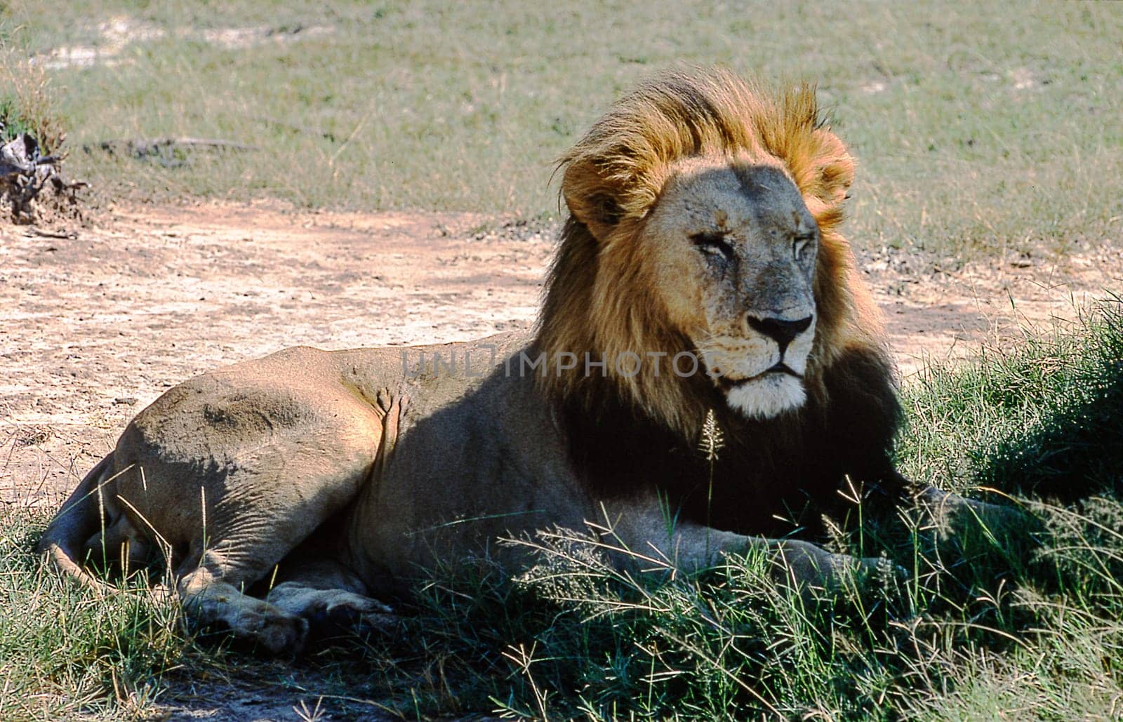 Lion (Panthera leo), Moremi Wildlife Reserve, Ngamiland, Botswana, Africa