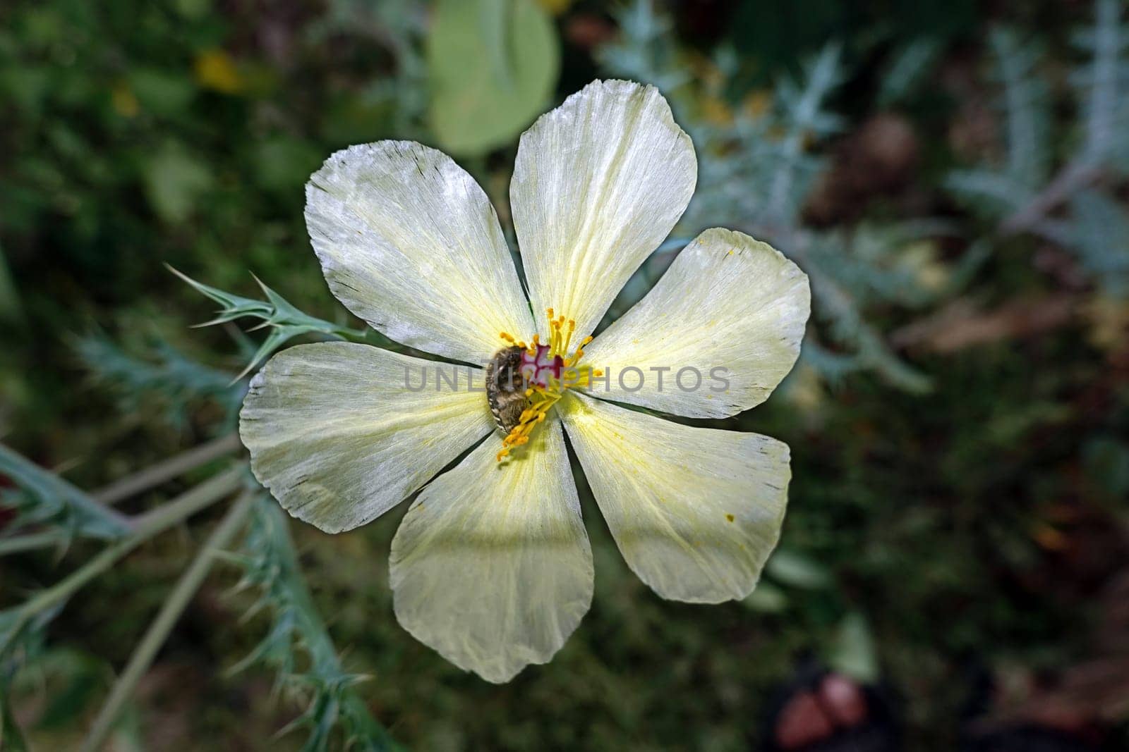 Bleicher Stachelmohn (Argemone ochroleuca) Neophyt auf den Kanaren, Gran Canaria, Spanien, San Agustin
