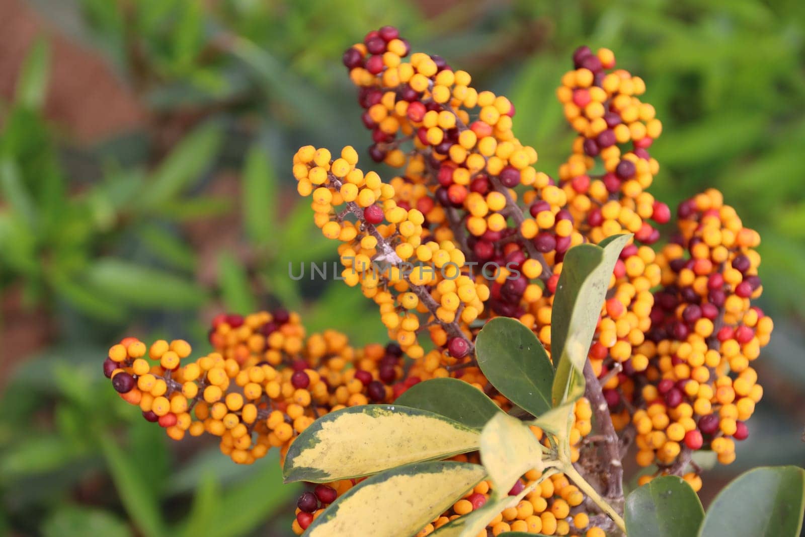 Kleine Strahlenaralie - Schefflera arboricola, Fruchtstand mit Beeren in unterschiedlichem Reifegrad, Grann Canaria, Spanien, San Agustin