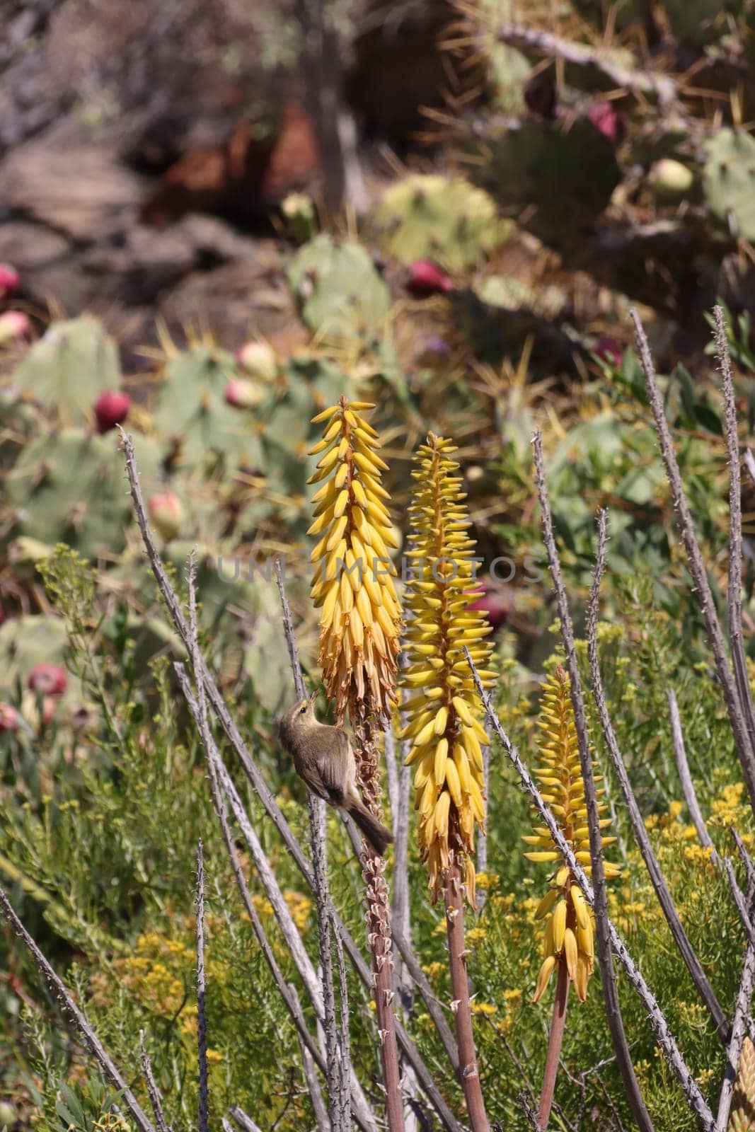 Kanarenzilpzalp, Kanaren-Zilpzalp - Phylloscopus canariensis an einer echten Aloe (aloe vera), Gran Canaria, Spanien, San Agustin