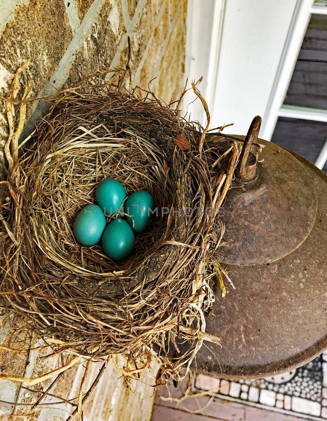 A nest of blue robin’s eggs, above a light fixture, under the eave,  outside, on the deck of a brick home in Michigan, USA.