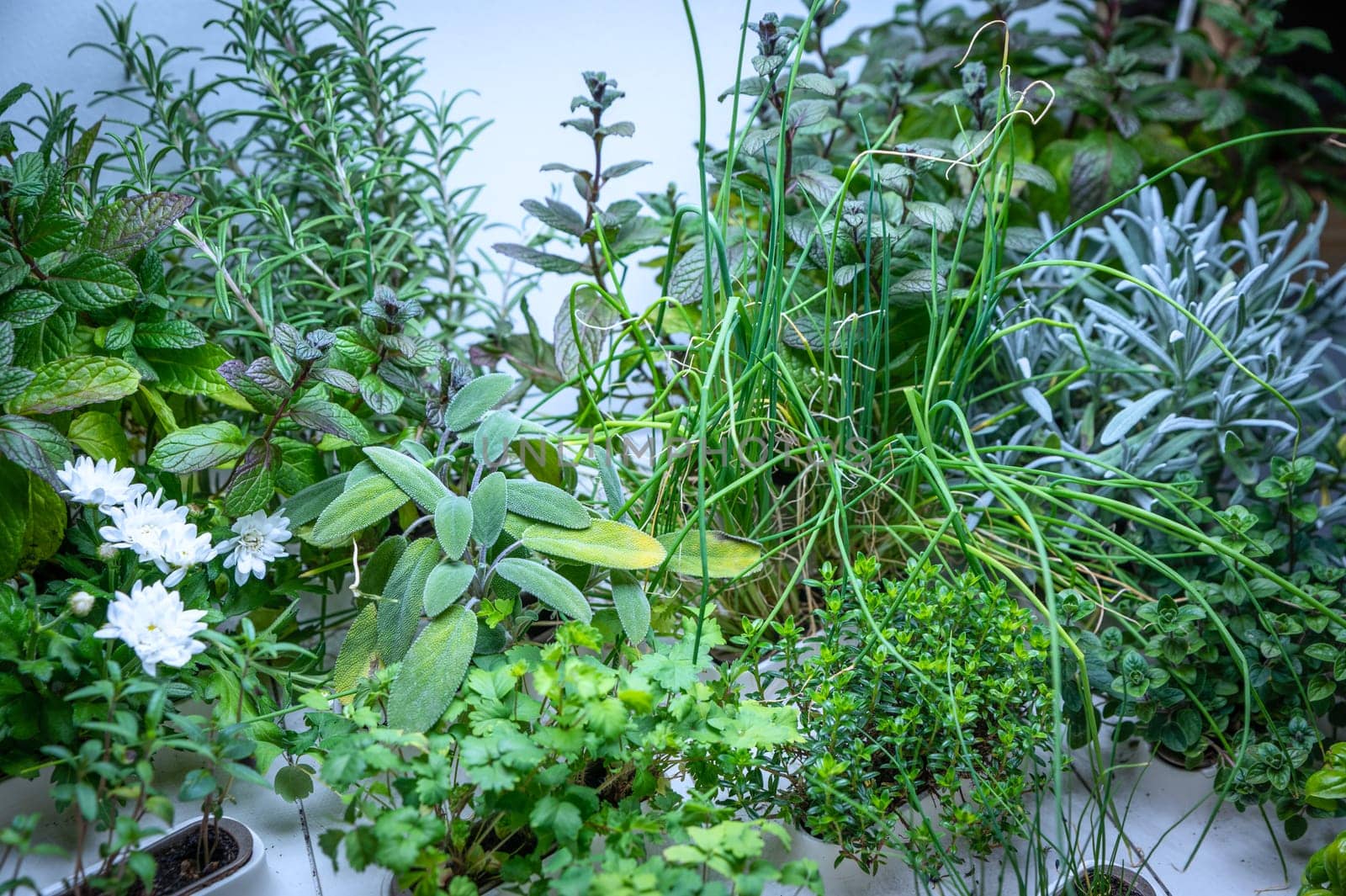 Sprouts and cultivation of herbs under grow lights