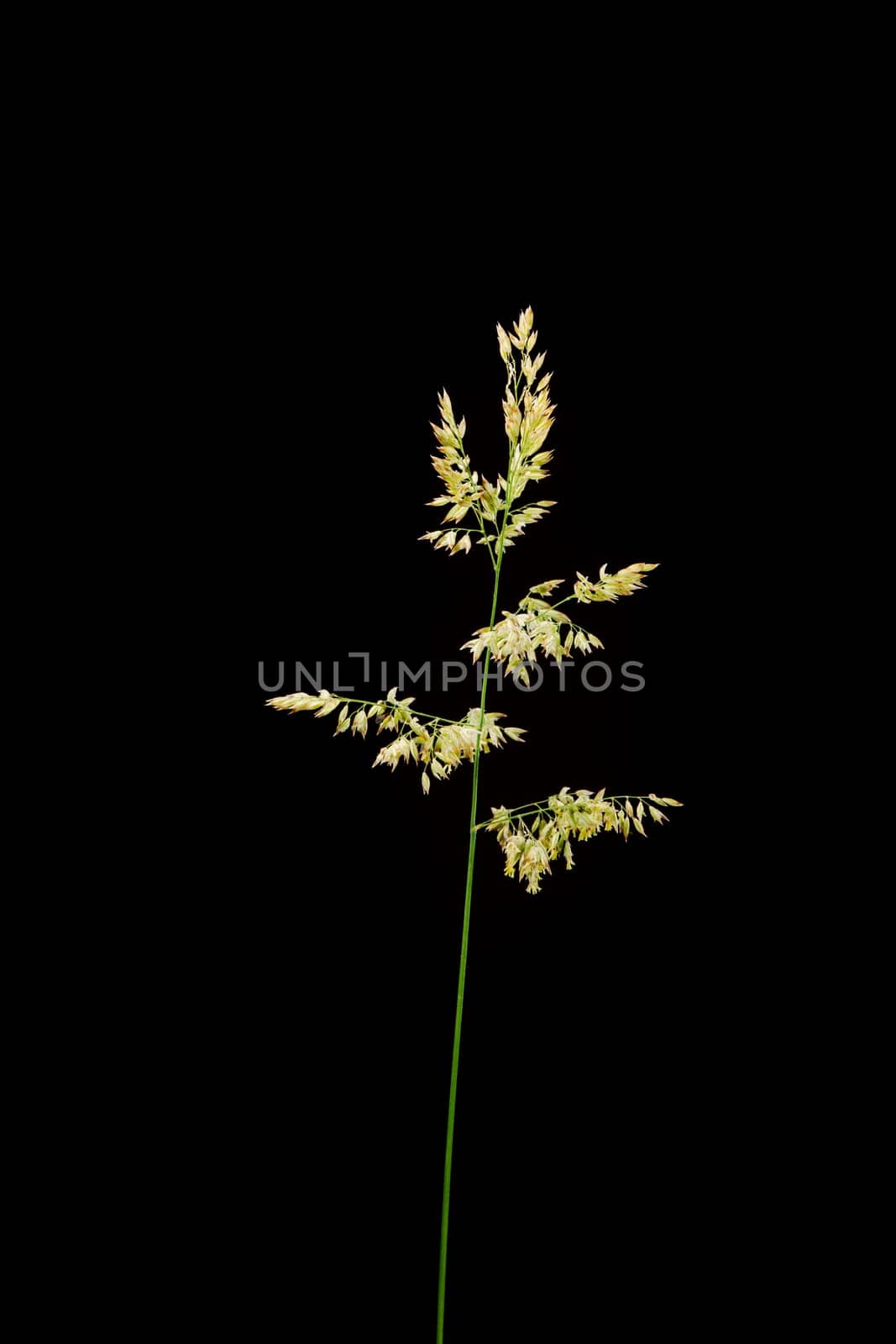 Studio closeup view of Woolly Honeygrass (Holcus lanatus) with stem and spike isolated on black background.