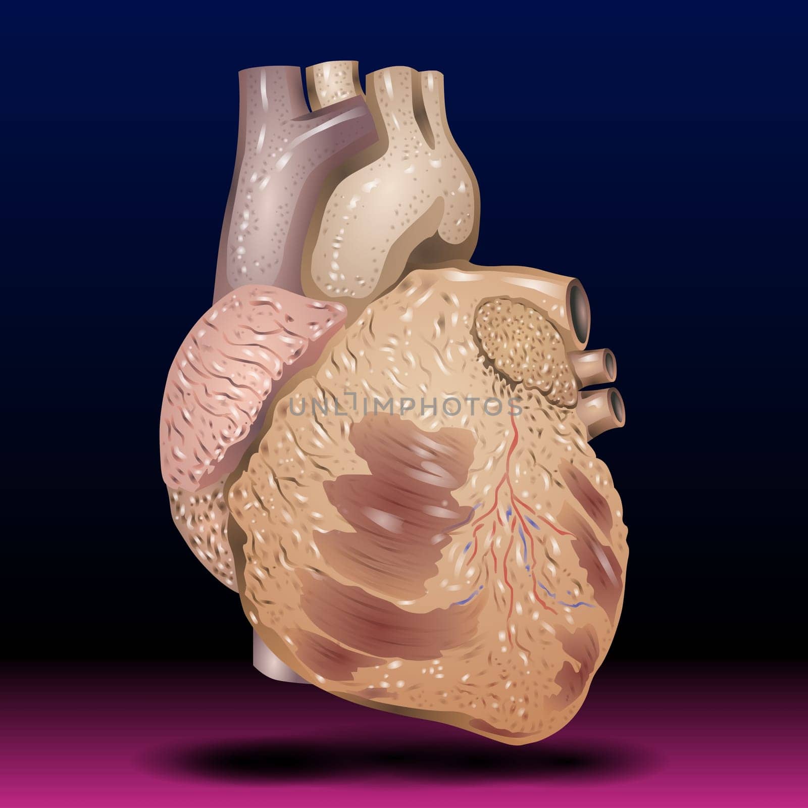 Anatomy illustration of a human heart