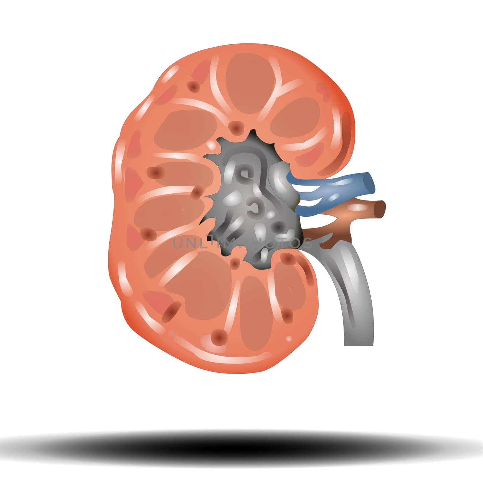The kidneys are two reddish-brown bean-shaped organs found in vertebrates. Vector Illustration