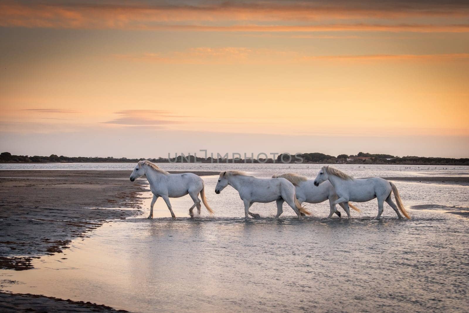 White horses are walking in the water  all over the sea in Camargue, France.