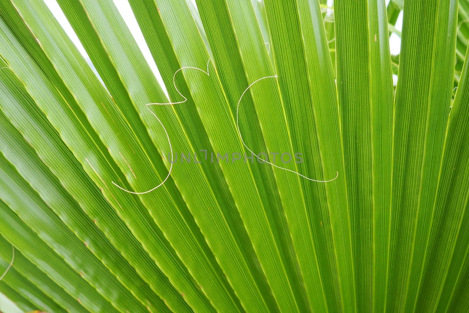 Palm leaves texture with shadow and light. Palm leaves of bright green and yellow colors. Tropical beautiful background. Summer beach tourism. Pleated leaves