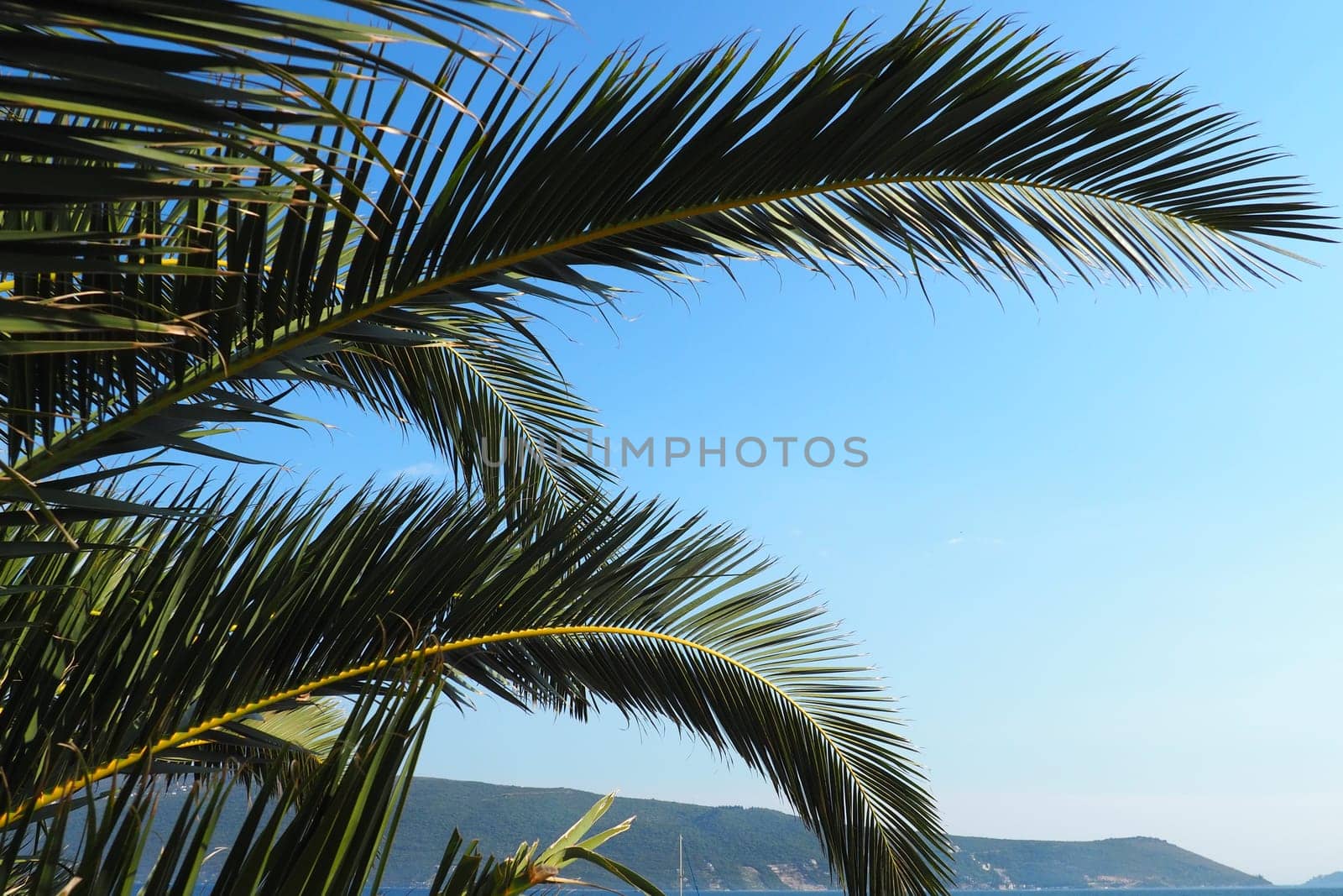Palm branches against the blue sky. Sunny weather. Vacation at the resort. Coconut and date leaves sway. The blue sky. Tourism and travel to tropical place. Montenegro, palm trees. Plage holiday