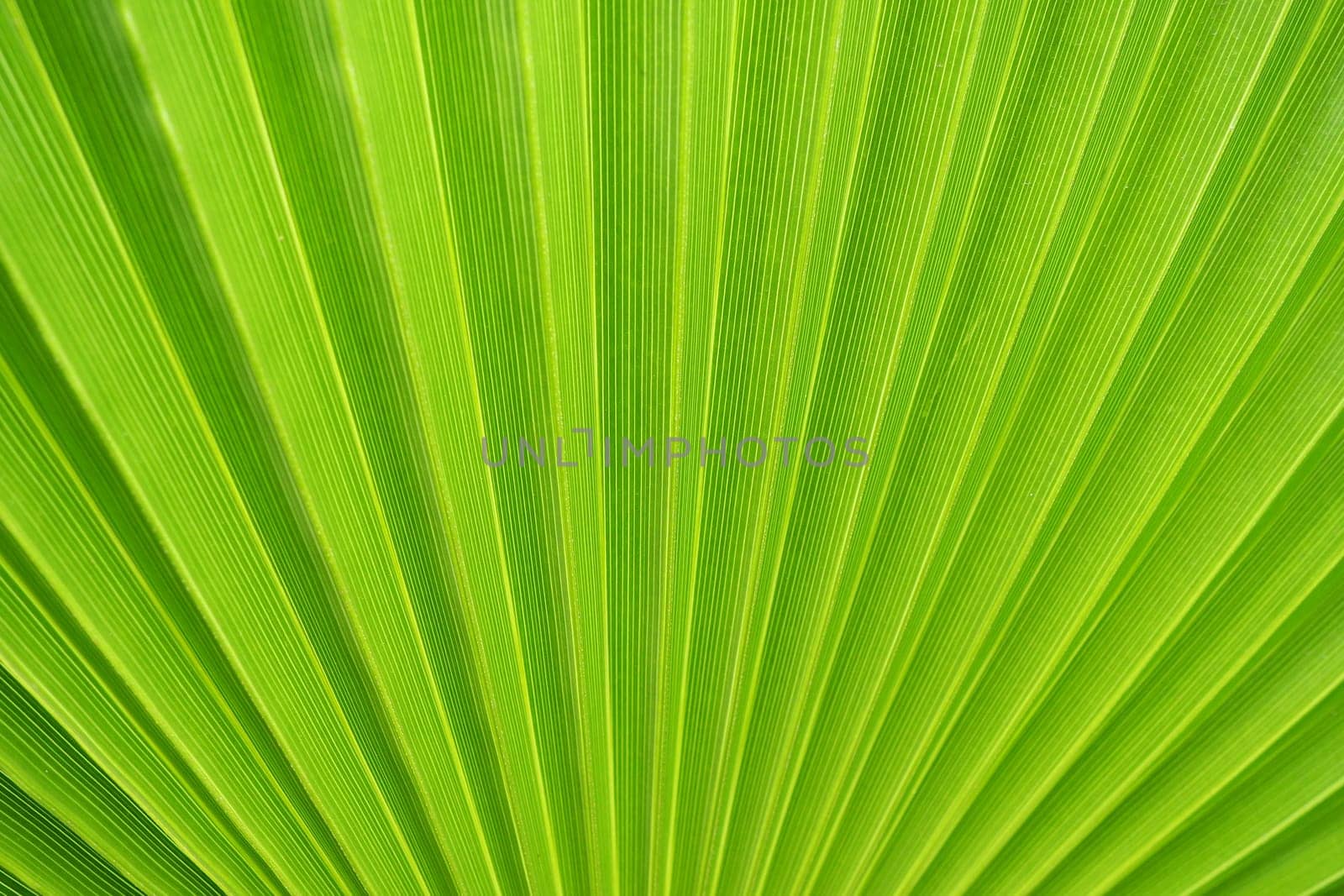 Palm leaves texture with shadow and light. Palm leaves of bright green and yellow colors. Tropical beautiful background. Summer beach tourism. Pleated leaves