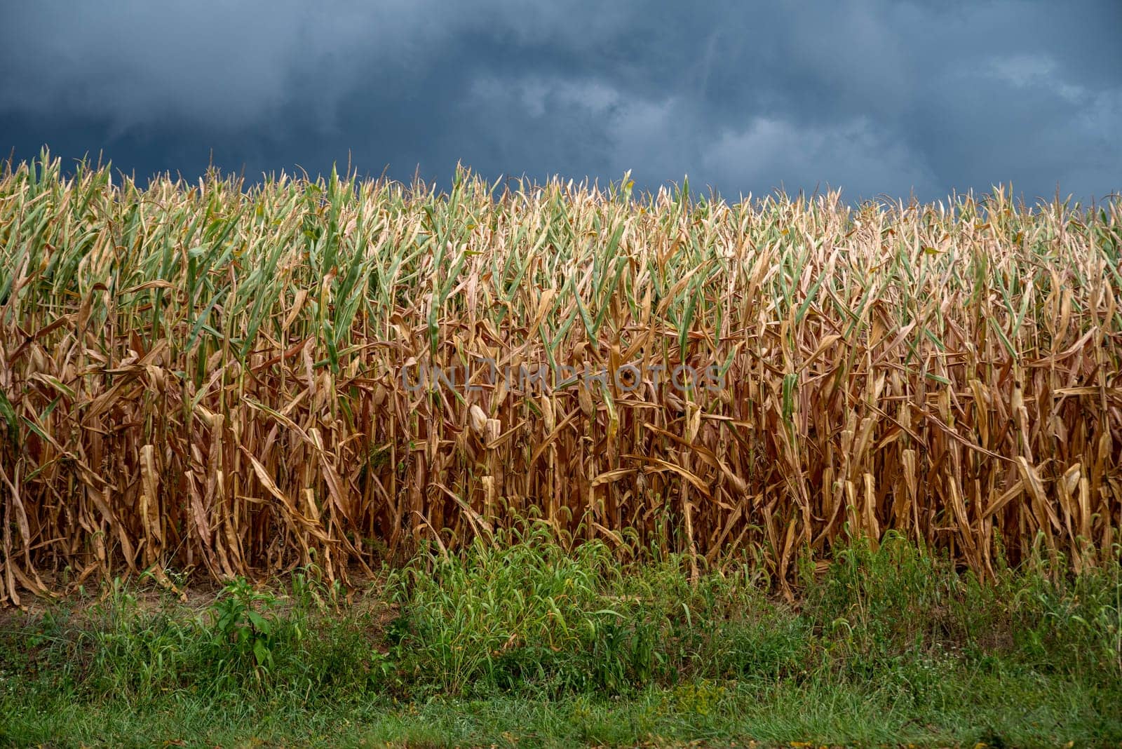 Closeup of ripe summer cornstalks in an agricultural field under a dark cloudy sky and approaching storm. Brown cornstalks and green grass foreground with dramatic seasonal weather colors and textures of agricultural corn field nature background with copy space.