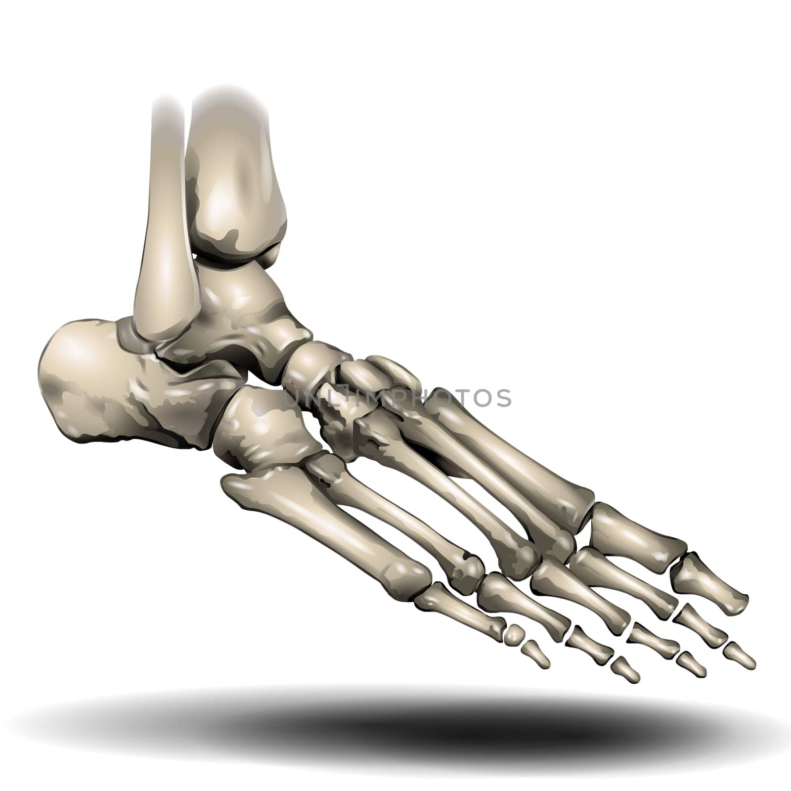 The forefoot has 5 metatarsal bones and 14 phalanges (toe bones). There are 3 phalanges in each toe — except for the first toe, which usually has only 2