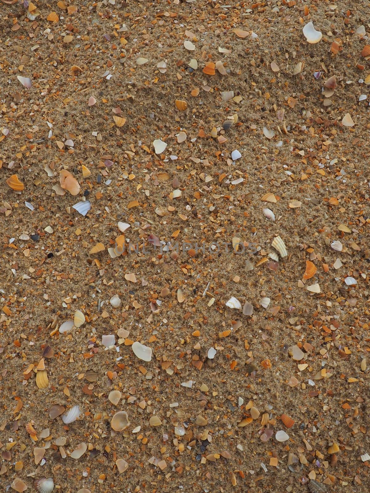 Sand with seashells background. Wet coarse quartz sand. Broken seashells. Beach after heavy rain. Silica. Crushed quartz sand, natural brown material after a storm. Dents from drops in the sand. Anapa.