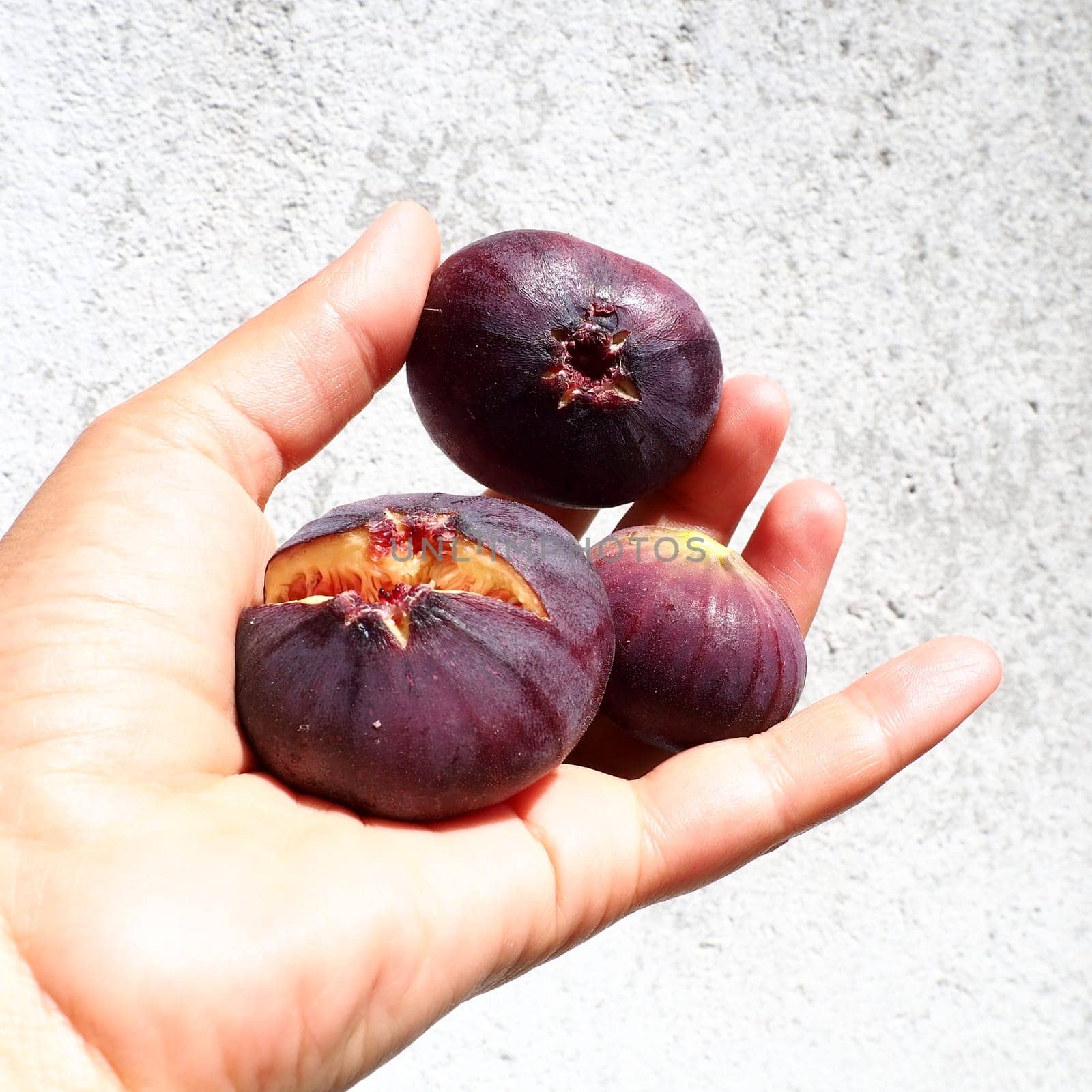 Fig or fig tree, or common fig tree, or Ficus carica is a subtropical deciduous plant of the genus Ficus of the Mulberry family. Healthy food. Ripe purple fig fruits in the palm of woman hand