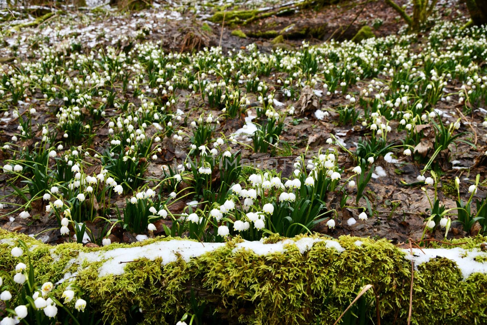 blooming snowflakes on a damp forest floor