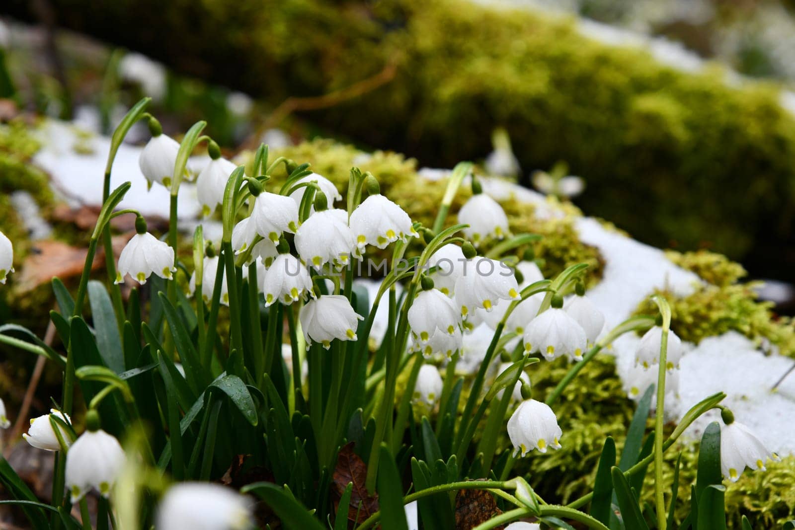 blooming snowflakes on a damp forest floor