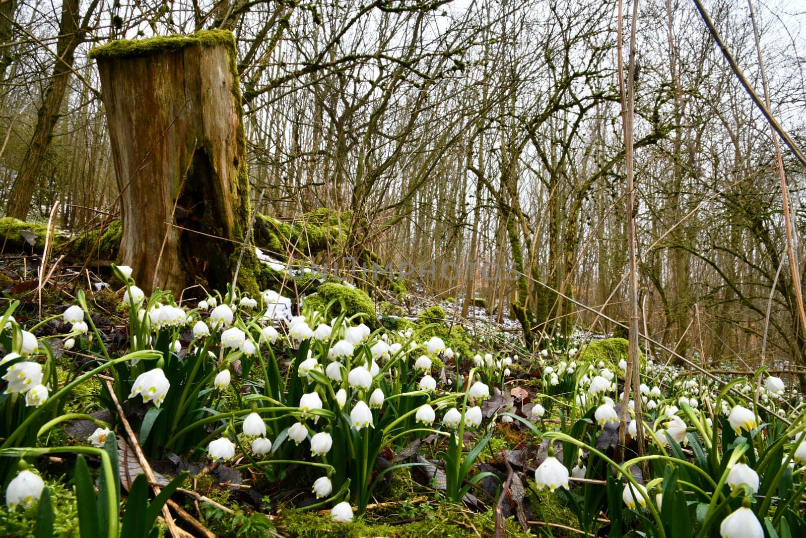 blooming snowflakes on a damp forest floor