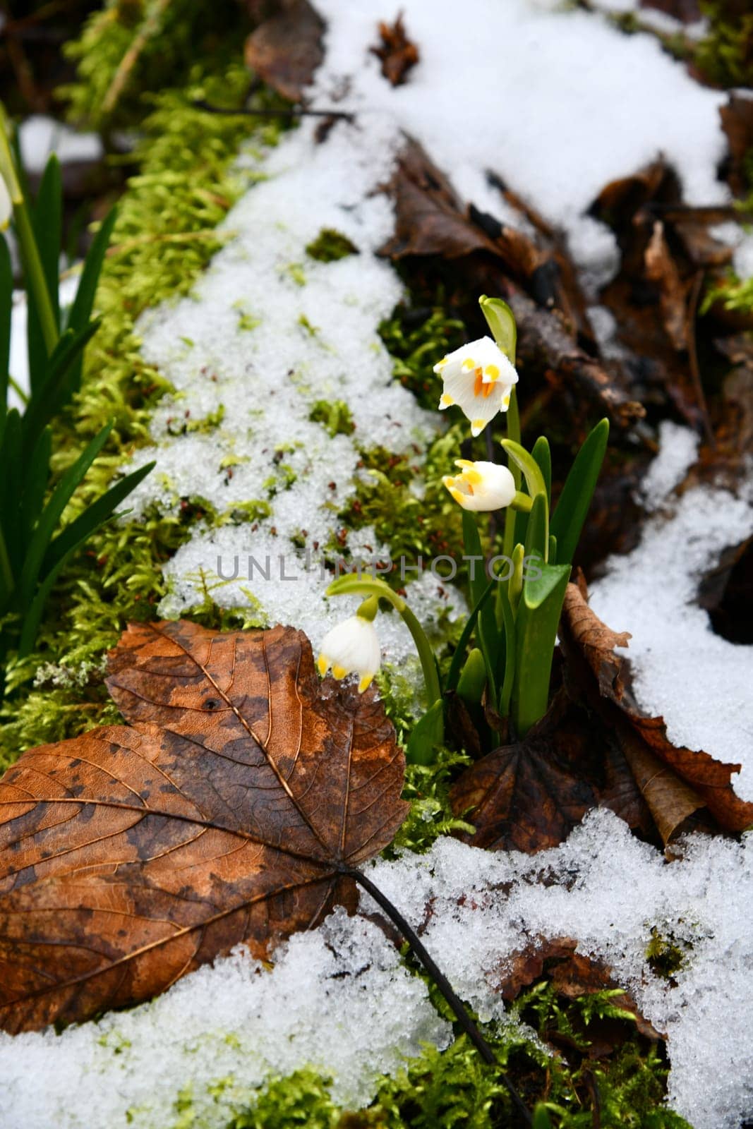 blooming snowflakes on a damp forest floor