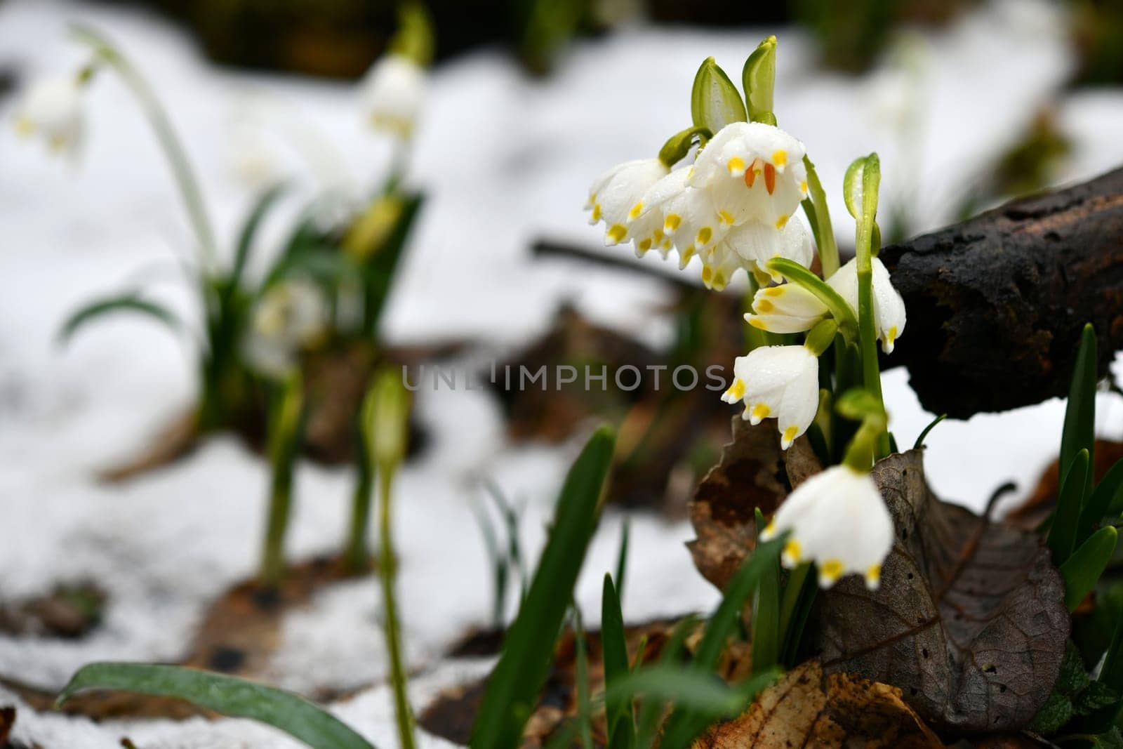 blooming snowflakes on a damp forest floor