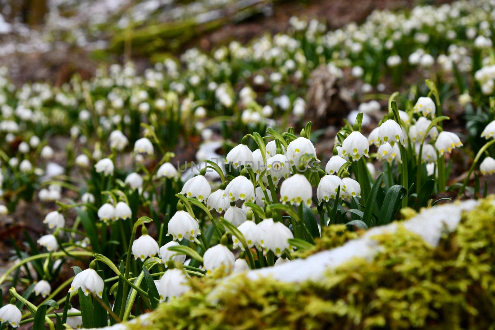 blooming snowflakes on a damp forest floor