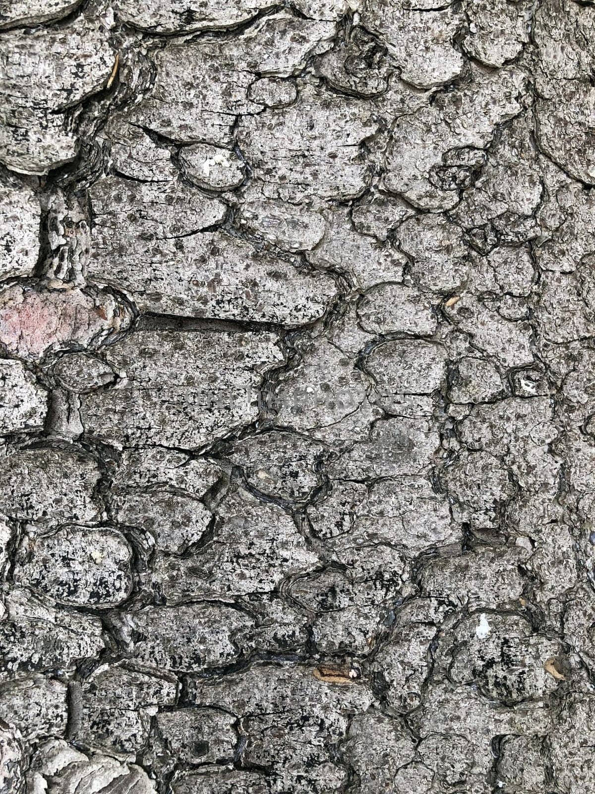 cracked tree bark, texture, abstract background