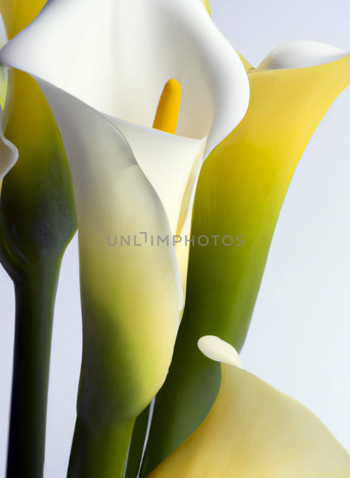 Lovely tender white callas with green leaves. Greeting card or label for product with calla lily scent. Zantedeschia, calla. Pistil-cob.