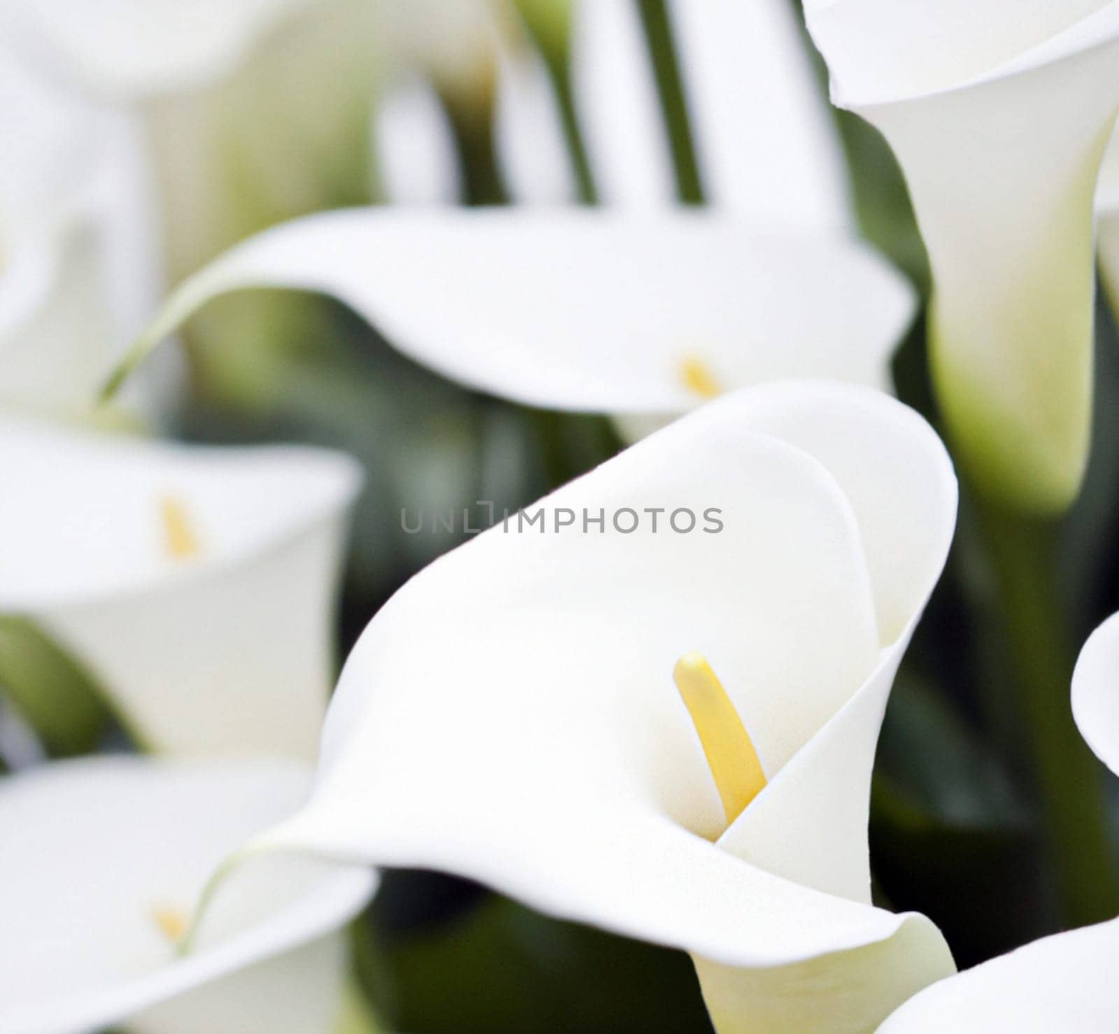 Lovely tender white callas with green leaves. Greeting card or label for product with calla lily scent. Zantedeschia, calla. Pistil-cob.