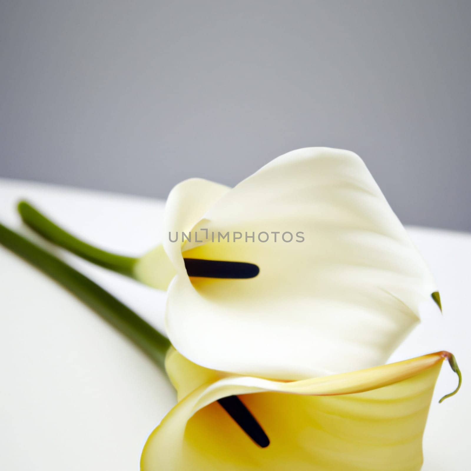 Lovely tender white callas with green leaves. Greeting card or label for product with calla lily scent. Zantedeschia, calla. Pistil-cob.