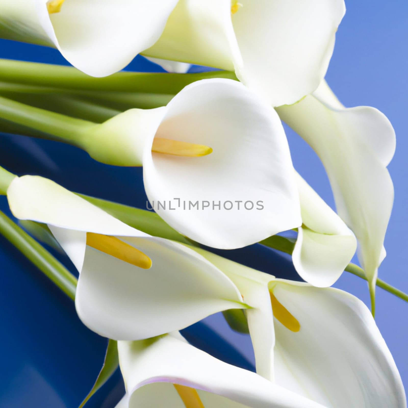 Lovely tender white callas with green leaves. Greeting card or label for product with calla lily scent. Zantedeschia, calla. Pistil-cob.