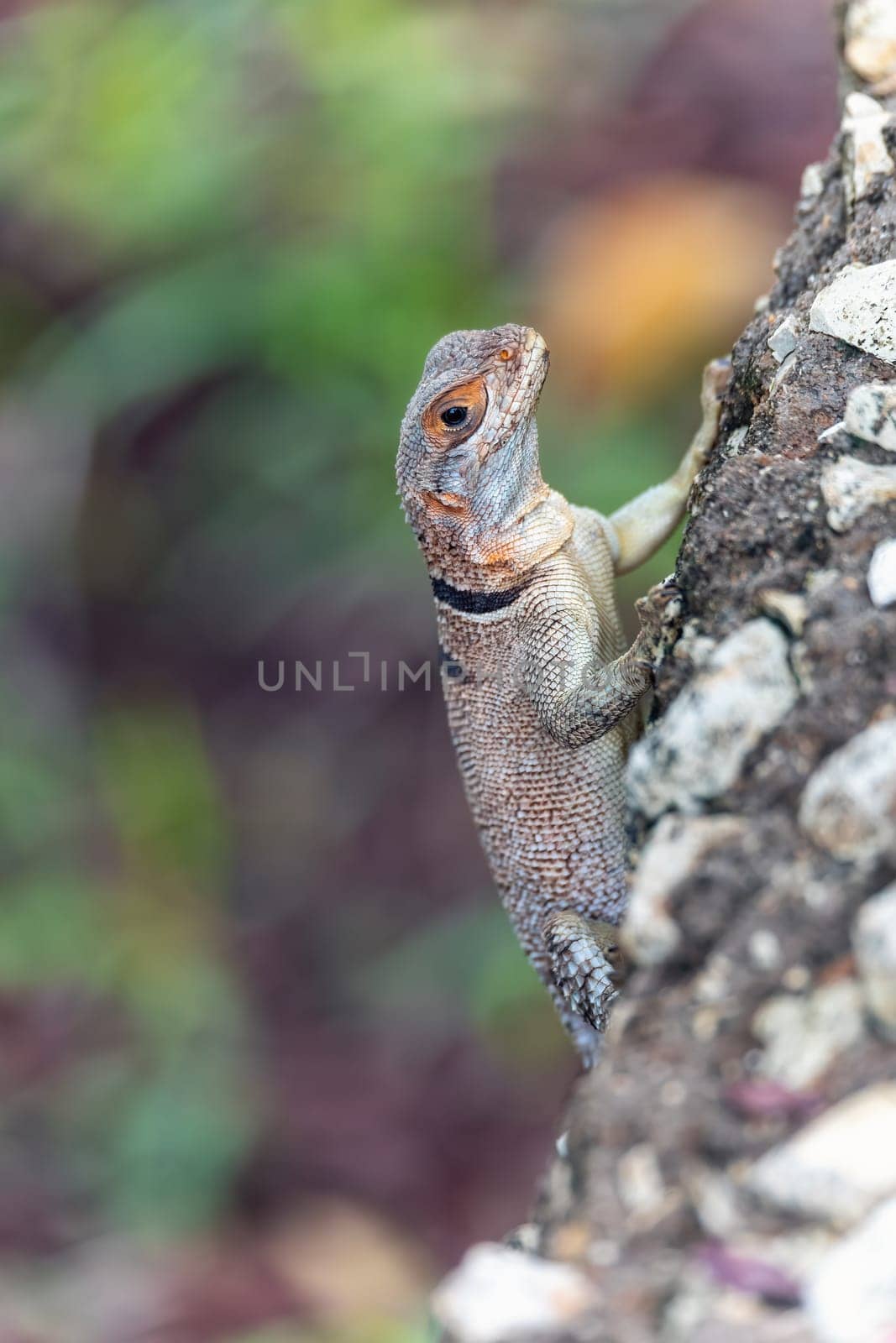 Cuvier's Madagascar swift (Oplurus cuvieri), knows as Madagascan collared iguana or iguanid lizard. Endemic species of lizard in the family Opluridae. Tsingy de Bemaraha, Madagascar wildlife animal