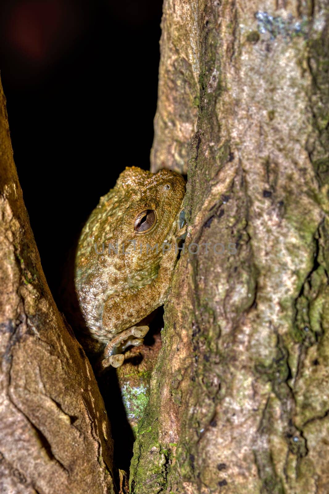 Platypelis grandis, endemic species of frog in the family Microhylidae. Nosy Mangabe, Madagascar wildlife animal