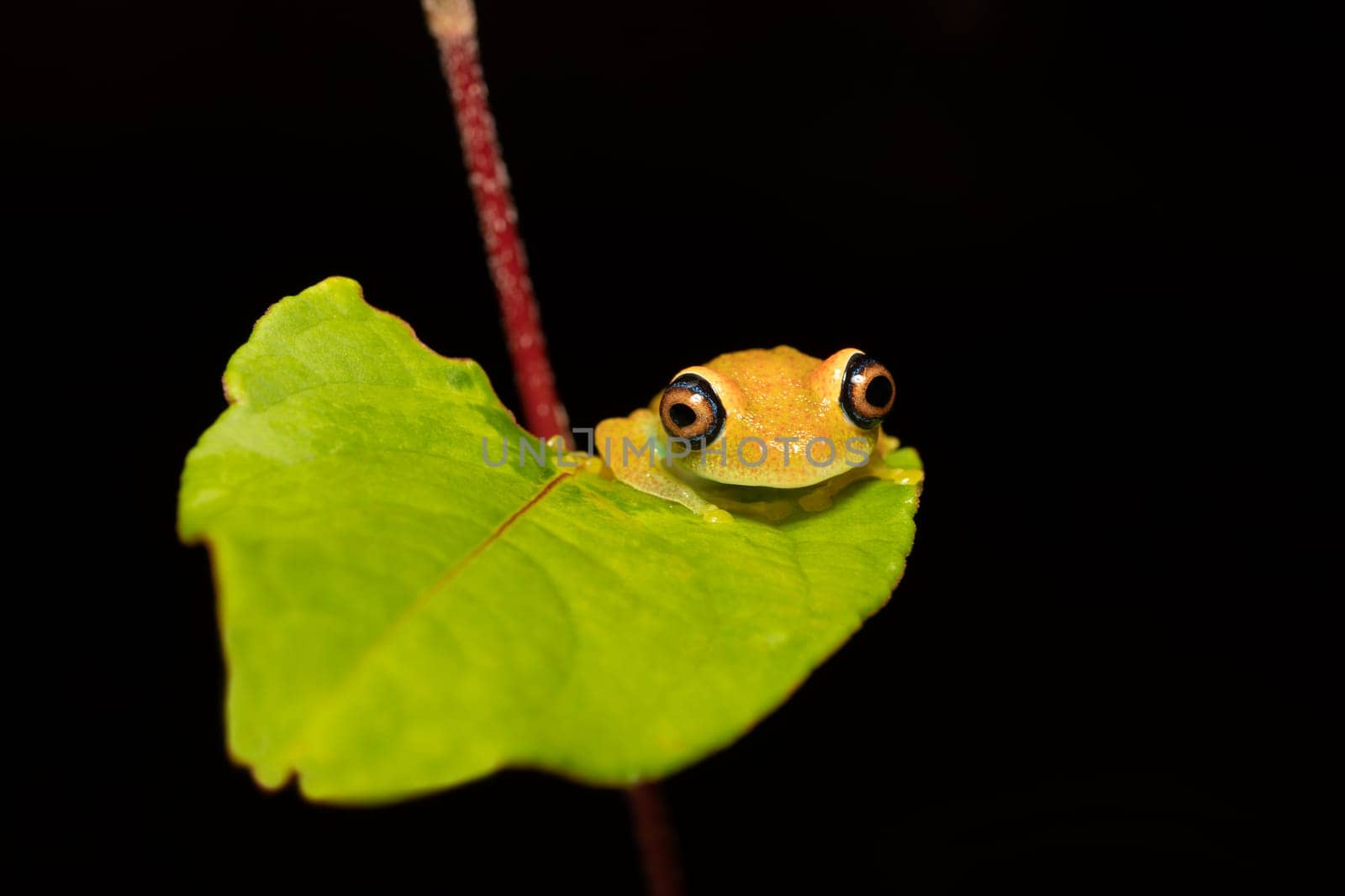Green Bright-Eyed Frog (Boophis Viridis), species of endemic frog in the family Mantellidae. Andasibe-Mantadia National Park, Madagascar wildlife animal.