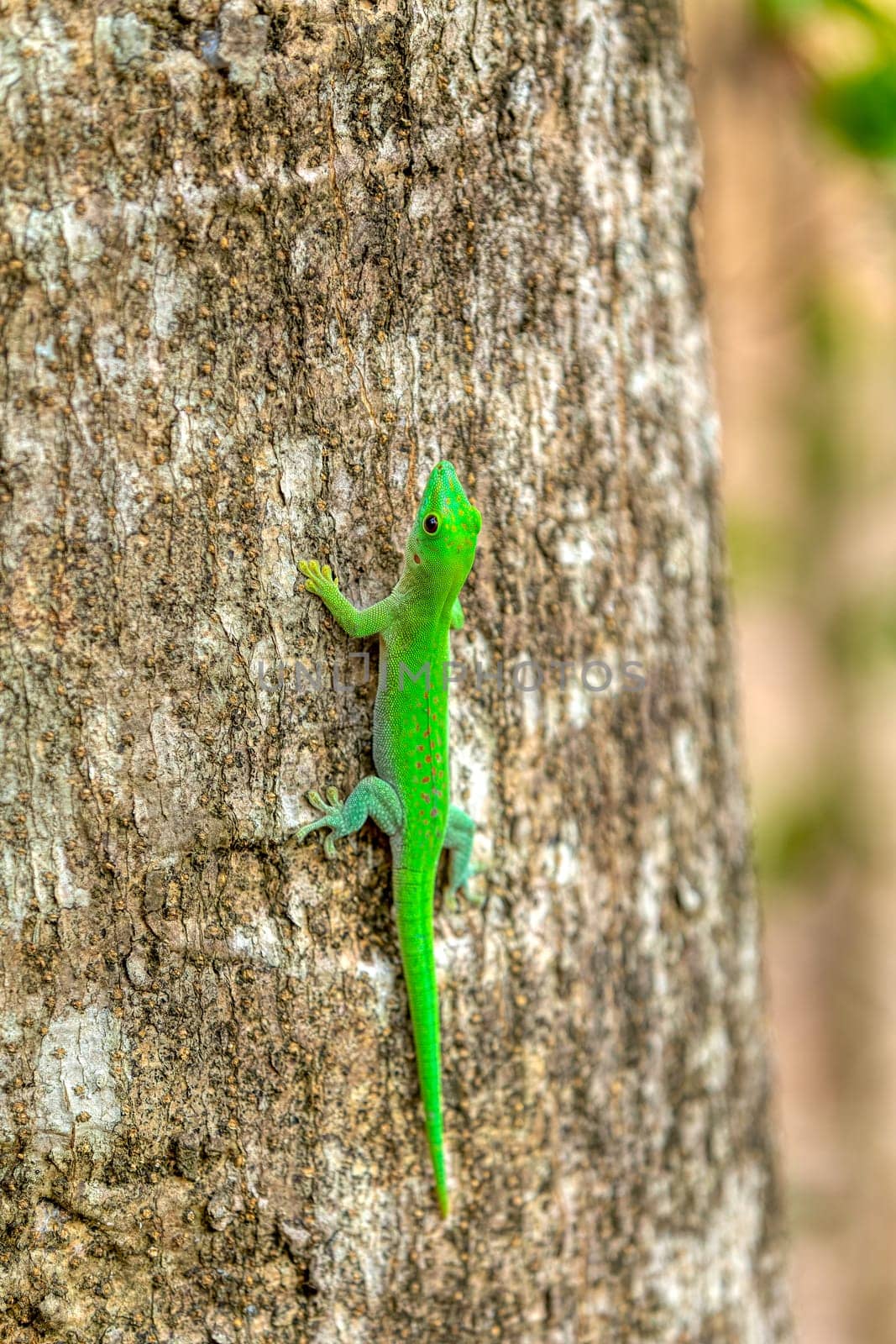Koch's giant day gecko (Phelsuma kochi), endemic species of gecko, a lizard in the family Gekkonidae., Ankarafantsika National Park, Madagascar wildlife animal