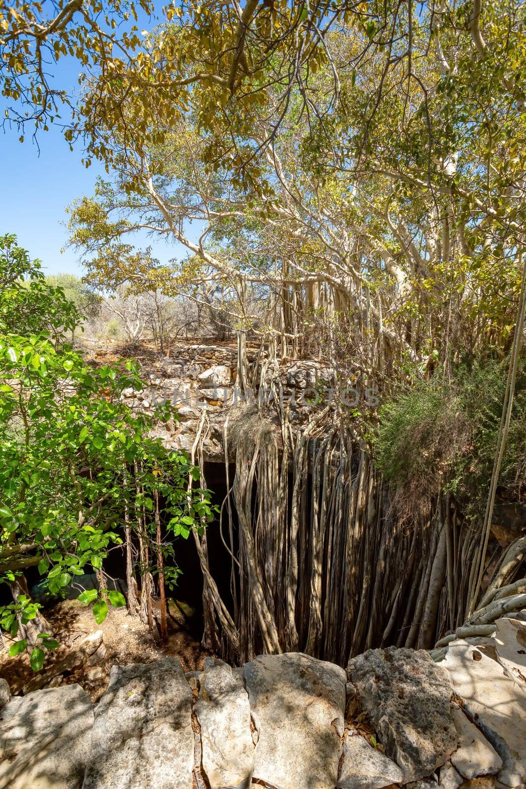 Massive banyan fig at sinkhole, with its roots grows so that it forms a small forest and amazing natural scenery. Tsimanampetsotsa national park. Madagascar wilderness landscape.