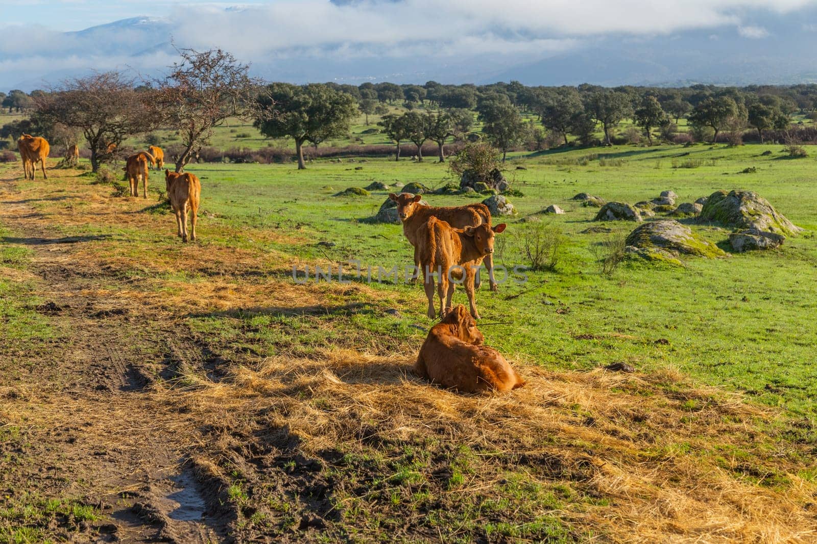 Cattle in a meadow near Caceres. Extremadura, Spain.