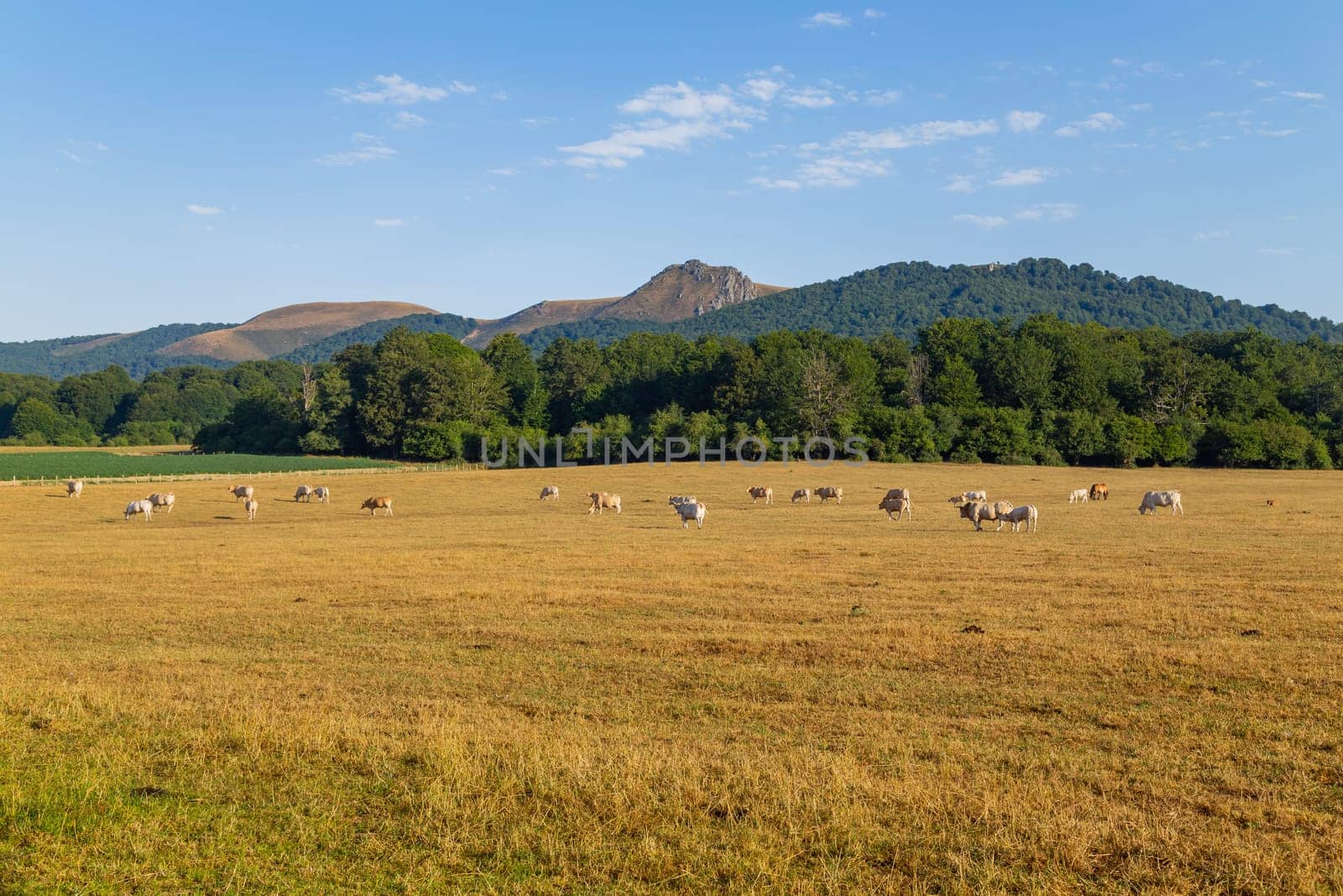 Cows grazing in Pyrenees, meadows at Navarra. Spain