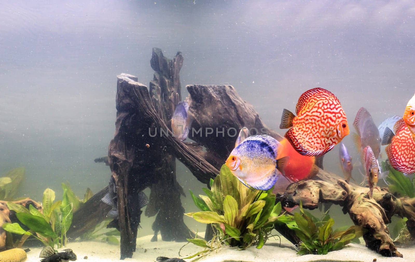 Portrait, close up of discus fish. Discus in aquarium. Amazon tank.