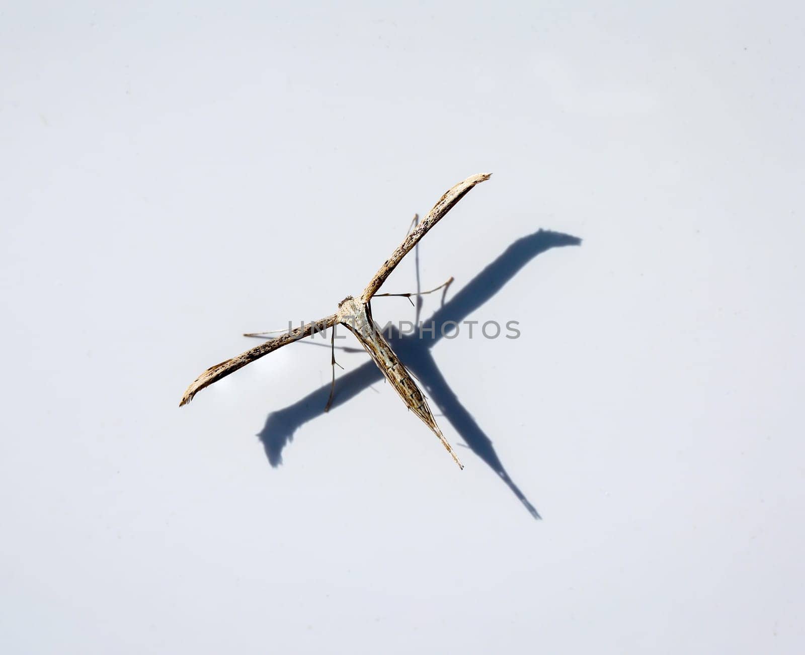 Close up of a winch ghost, Emmelina monodactyla on a white background.