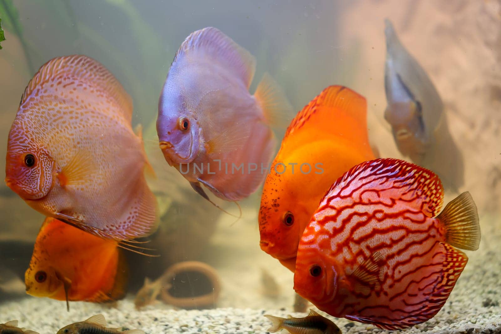 Portrait, close up of discus fish. Discus in aquarium. Amazon tank.